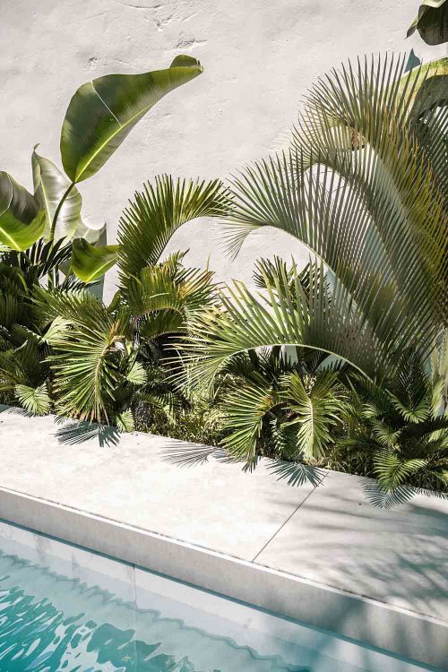 palmeras cerca de la piscina