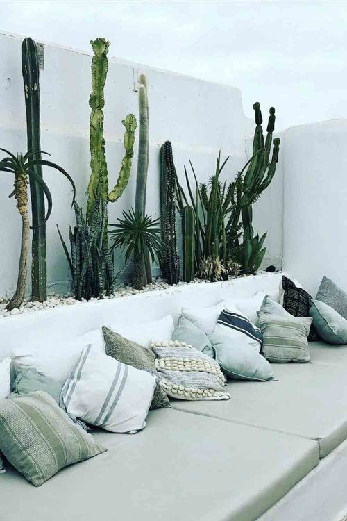 cactus en tu zona de relax