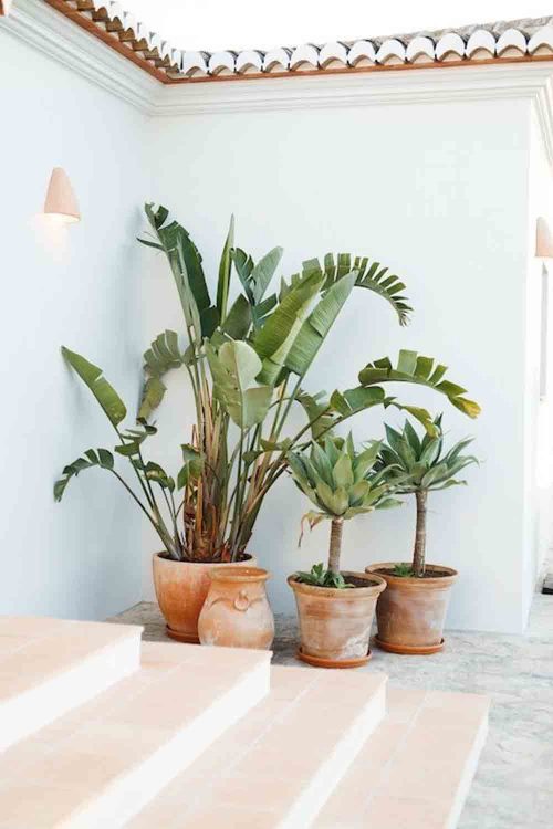 maceta-terracota-palmeras-pared-blanca